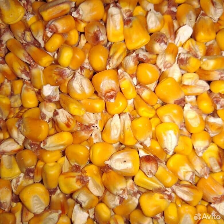 Где Купить Кукурузу В Самарской Области