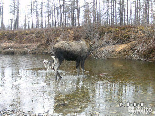 Щенки эвенкийской лайки, охотникам