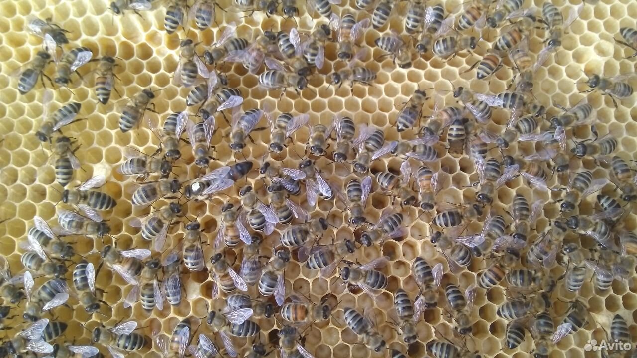 Пчеломатки карпатской породы пчел. Матки пчелиные купить на Зозу.ру - фотография № 4