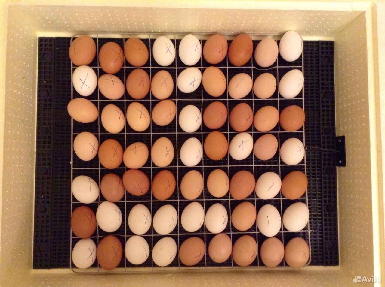 Инкубационные куриные яйца купить на Зозу.ру - фотография № 1