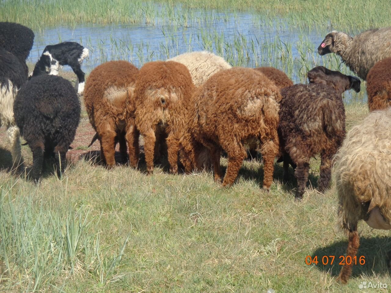 Курдючные овцы,бараны купить на Зозу.ру - фотография № 4