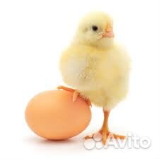 Цыплята и инкубационное яйцо купить на Зозу.ру - фотография № 1