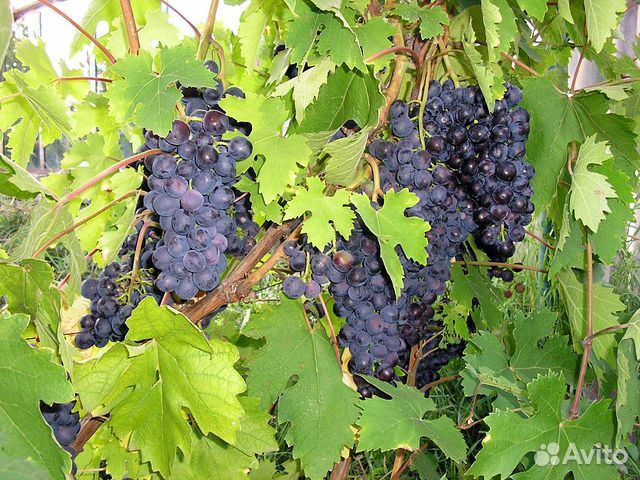 Саженцы винограда лучших сортов(вегетирующие) купить на Зозу.ру - фотография № 9