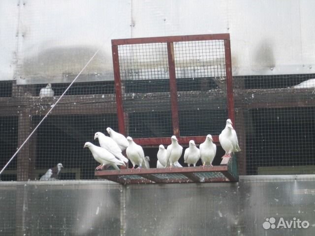 Белые спортивные голуби купить на Зозу.ру - фотография № 4