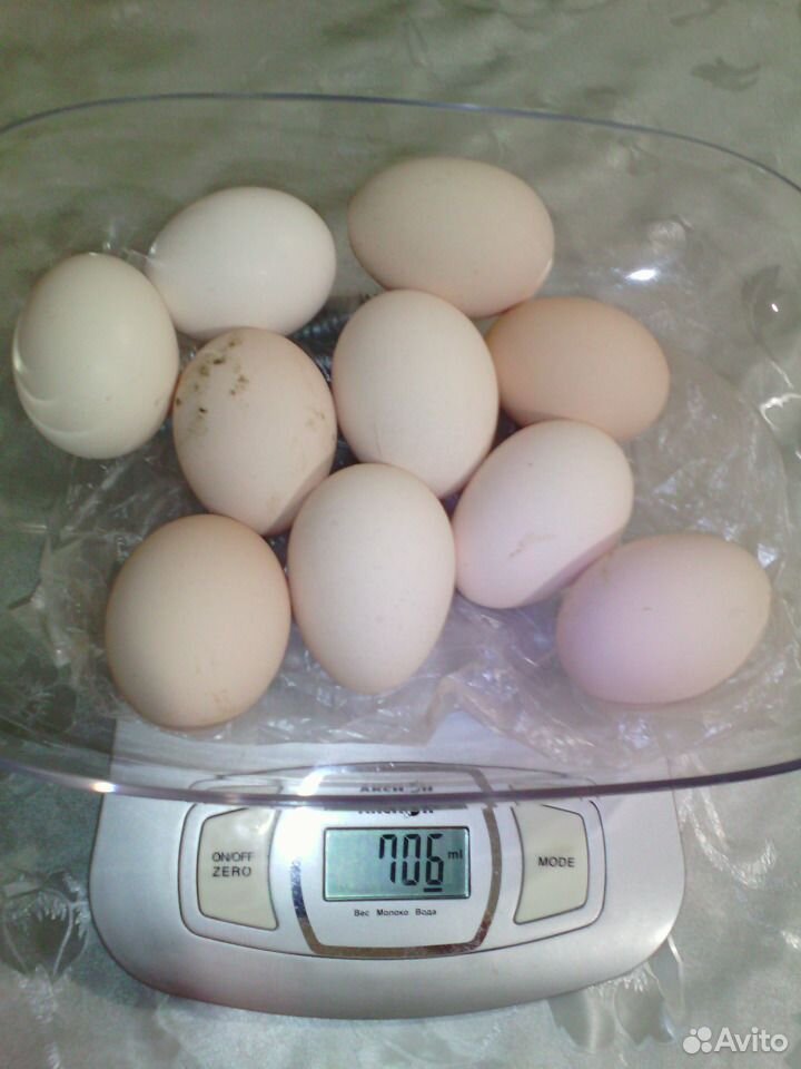 Пушкинские яйца. Яйцо Пушкинских кур вес. Пушкинская порода кур купить инкубационное яйцо. Яйцо Пушкин.