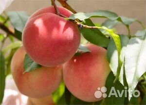 Саженцы плодово-ягодных культур из питомника купить на Зозу.ру - фотография № 6