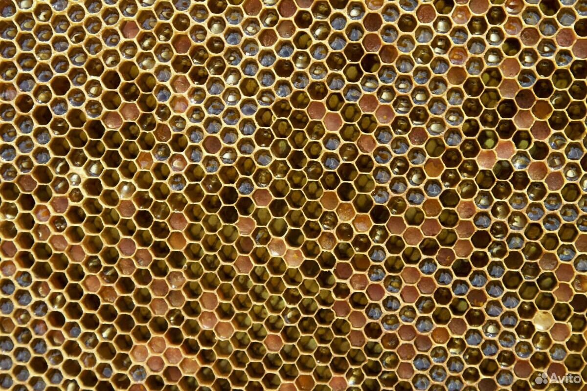 Мёд от пасечника купить на Зозу.ру - фотография № 4