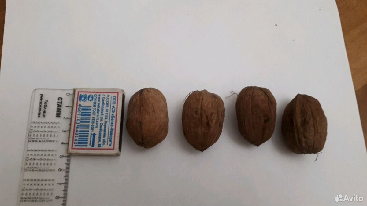 Саженцы и семяна грецкого ореха. крупный купить на Зозу.ру - фотография № 4