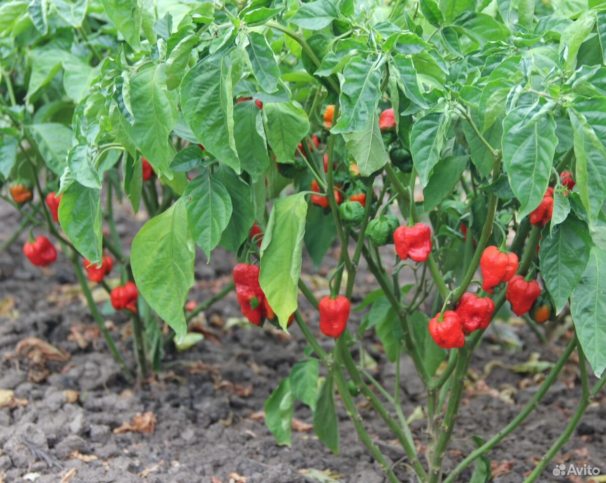 Семена перца Carolina Reaper купить на Зозу.ру - фотография № 2