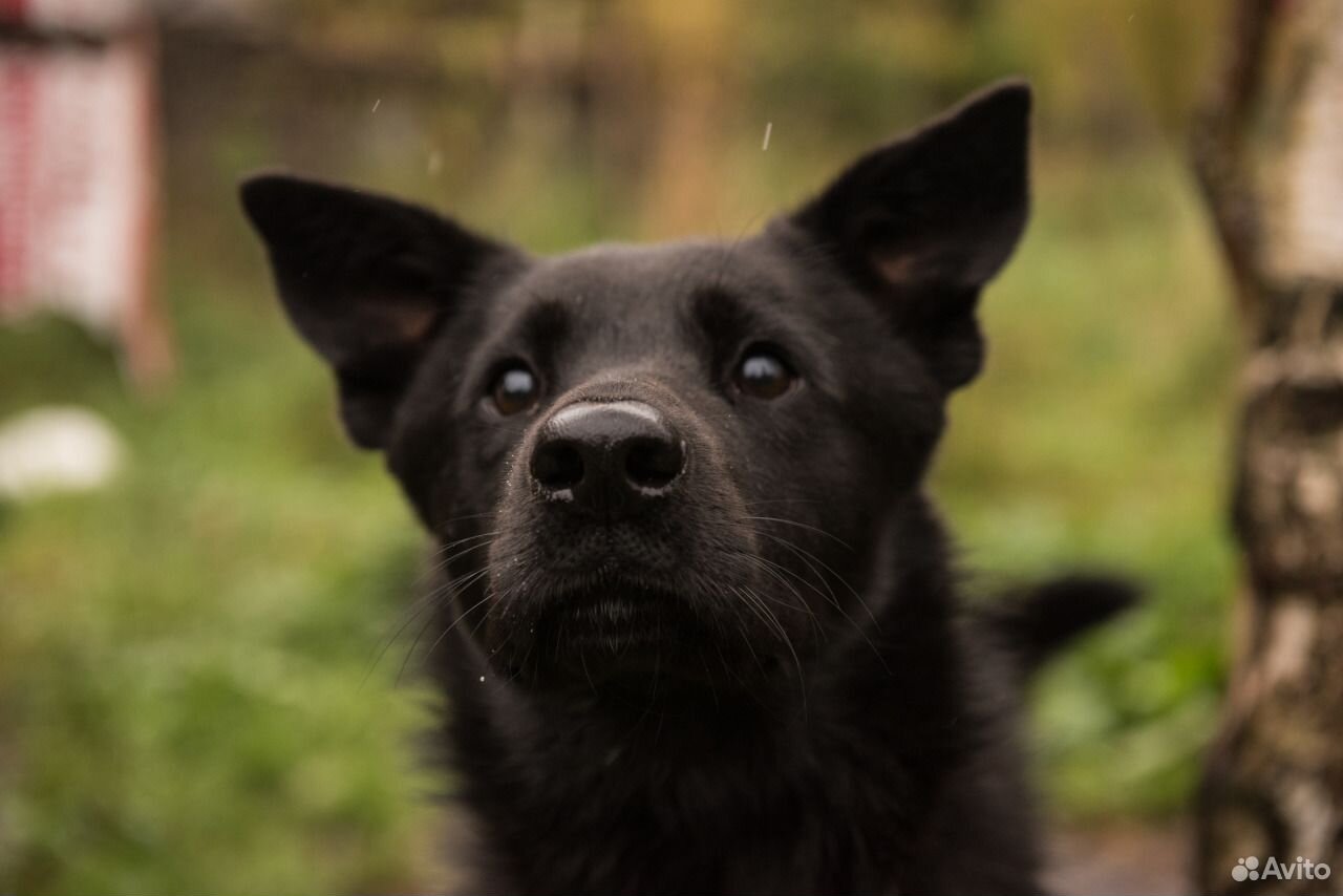 Черный пес в добрые руки купить на Зозу.ру - фотография № 1