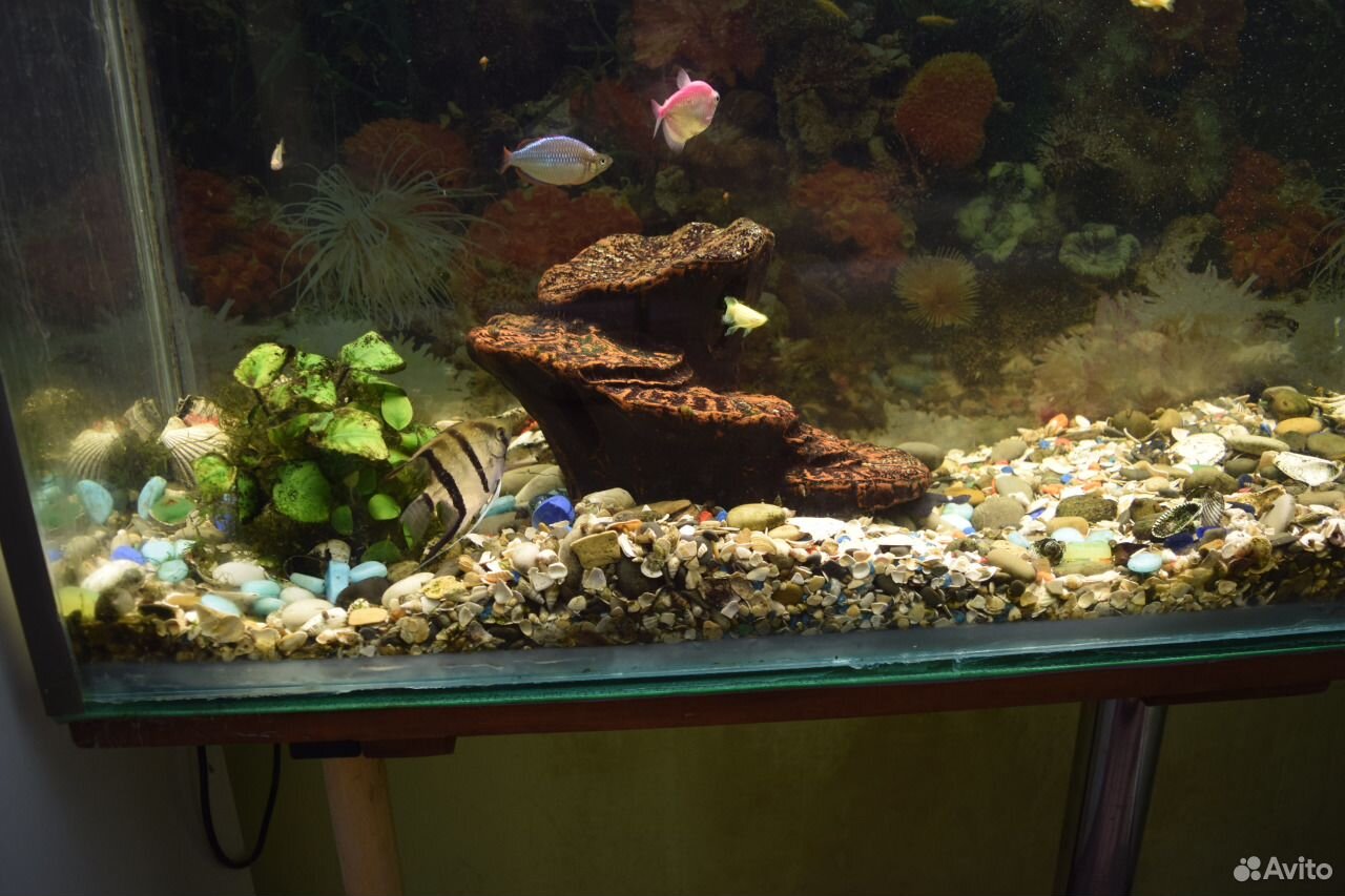 Продам аквариум на 250 литров c рыбками купить на Зозу.ру - фотография № 4