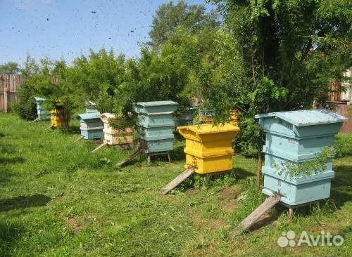 Мёд. Разнотравье купить на Зозу.ру - фотография № 3