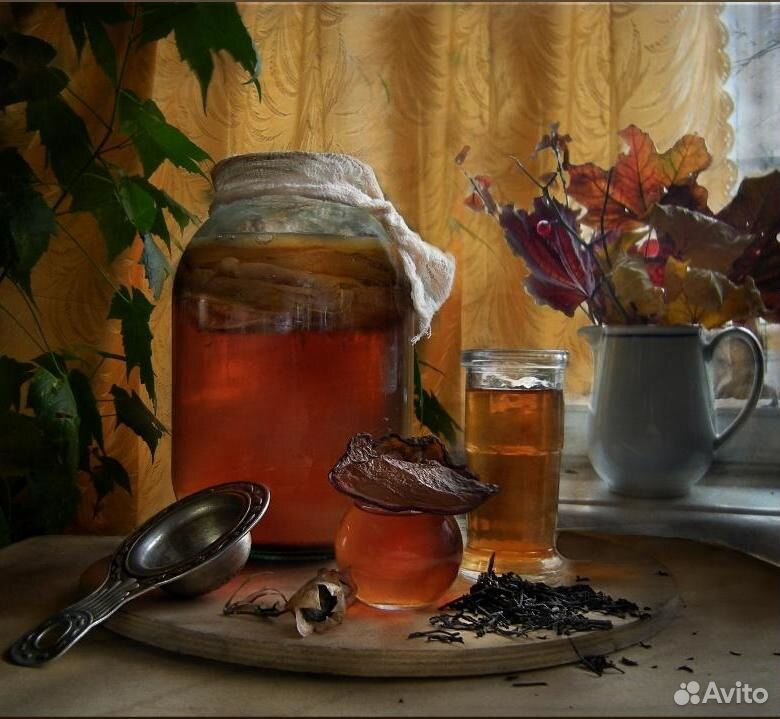 Чайный гриб от специалиста (Архангельск) купить на Зозу.ру - фотография № 1