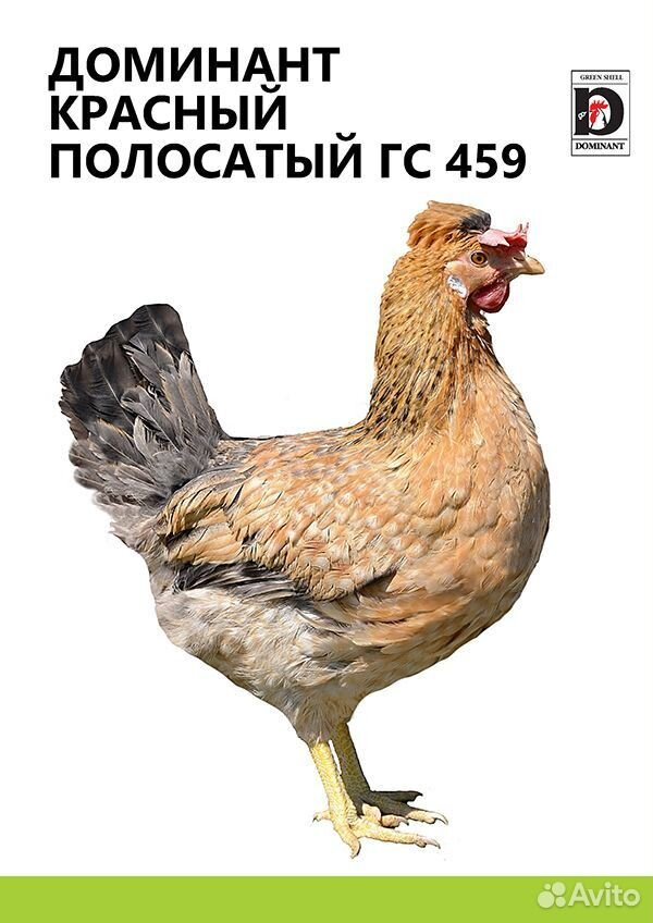 Несушки, молодки, цыплята купить на Зозу.ру - фотография № 3