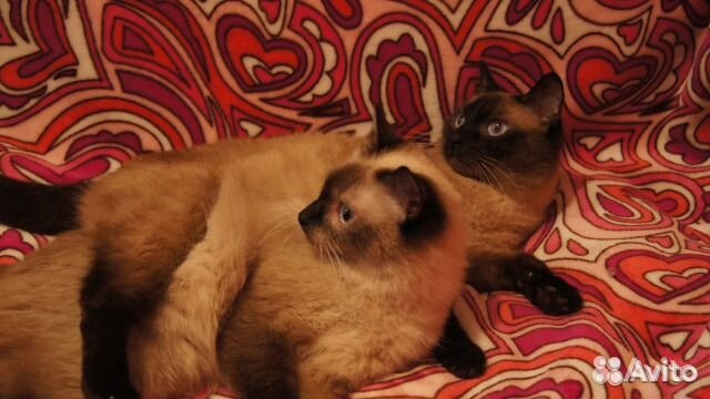 Отдам сиамского котенка. Сиамские котята новосибирск. Сиамские котята новосибирск. Авито сиамские котята москва. Кошки маленькие породистые сиамские.