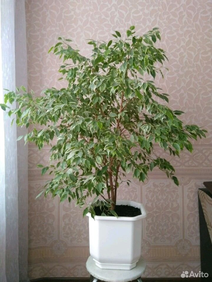 Растения купить на Зозу.ру - фотография № 3