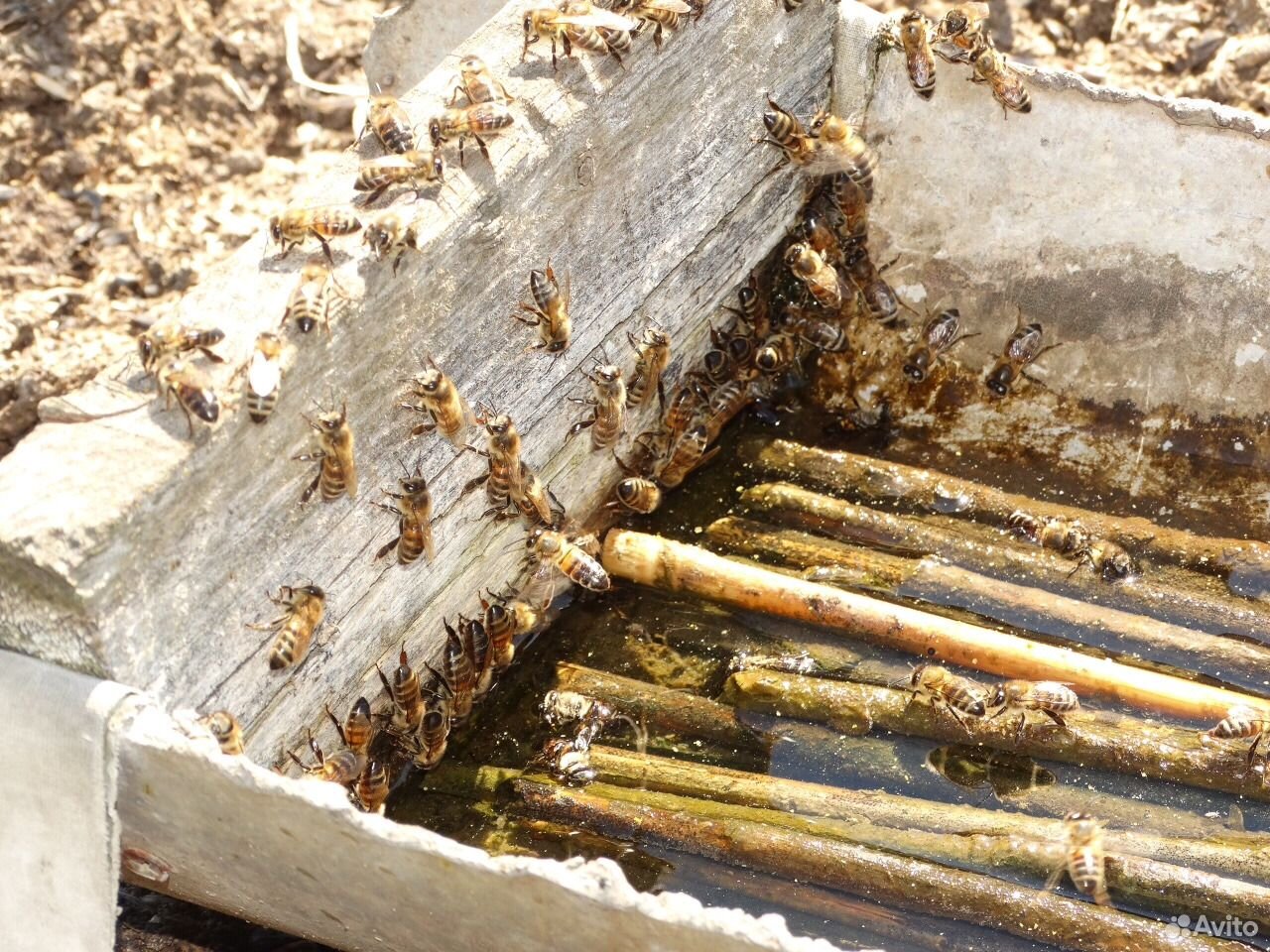 Пчелосемья купить на Зозу.ру - фотография № 3