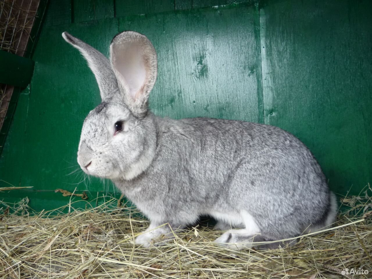 Кролики купить краснодарский. Волгоградский кролик. Авито кролики. Фото Голден породы крола. Кролик купить.