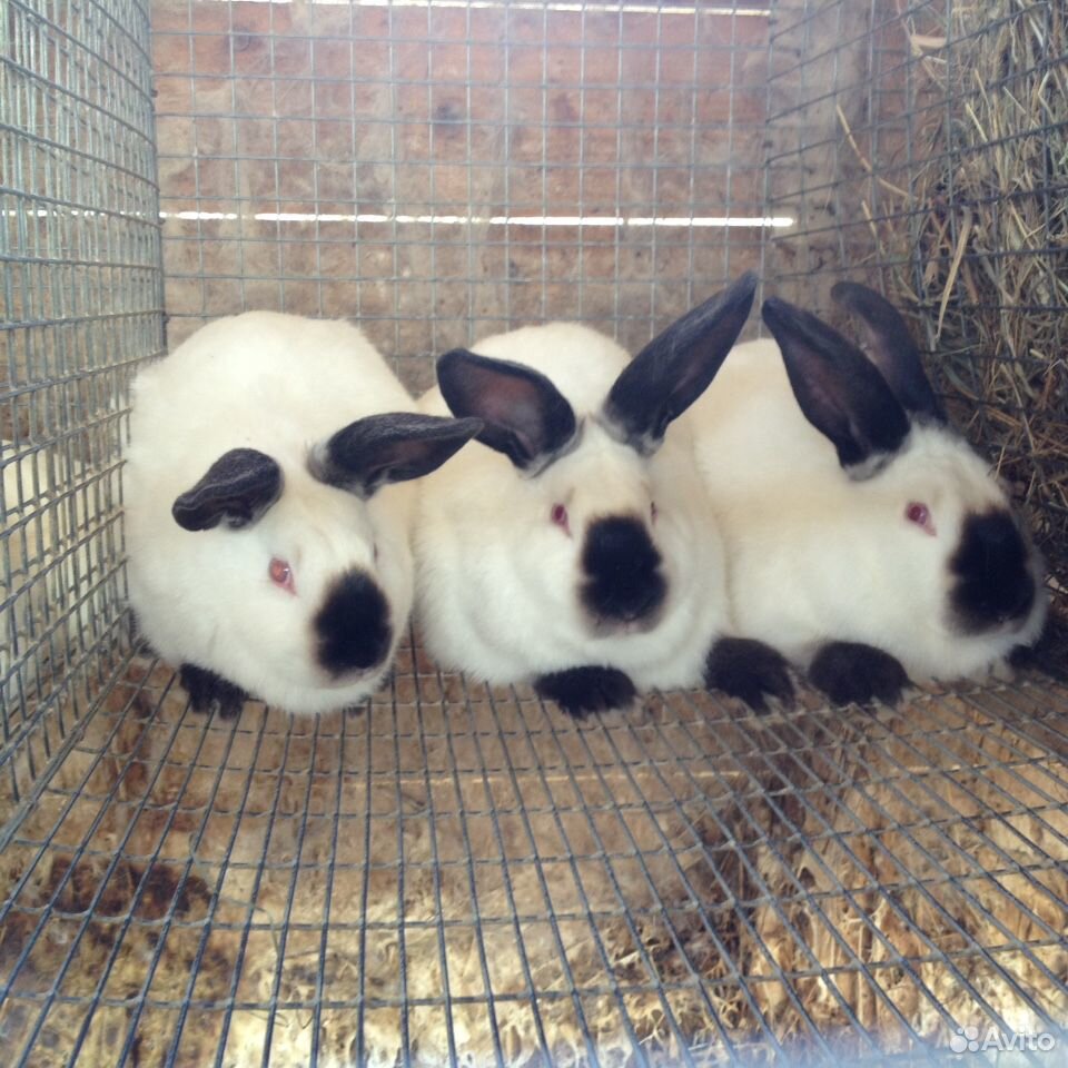 Бургундские кролики купить на Зозу.ру - фотография № 4