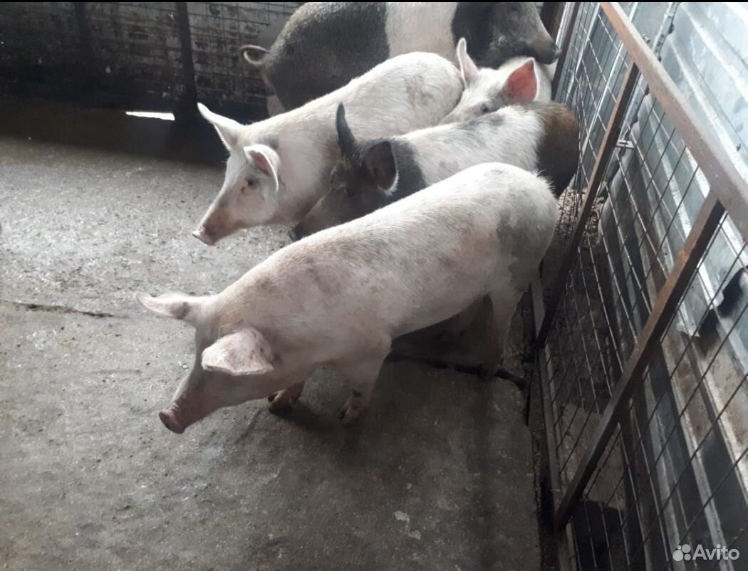 Домашние мясо свиньи купить на Зозу.ру - фотография № 3