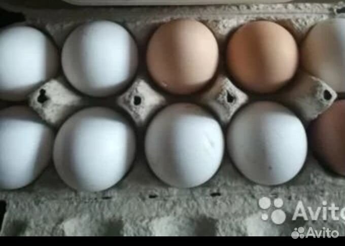 Продам куриные яйца от домашних кур купить на Зозу.ру - фотография № 1