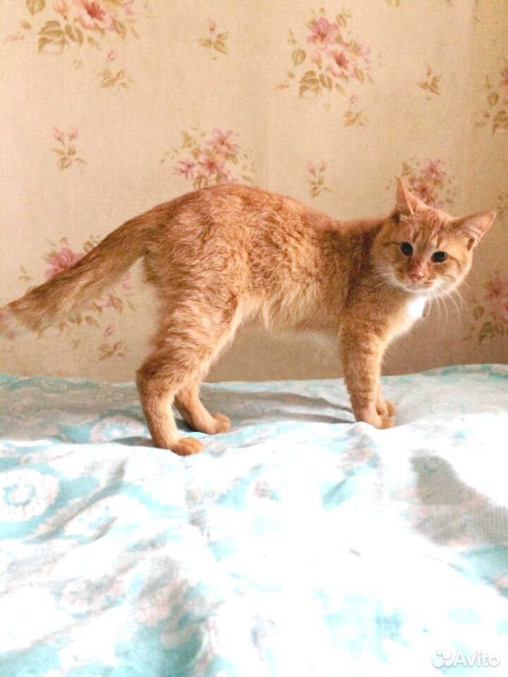 Рыжик-кот купить на Зозу.ру - фотография № 1