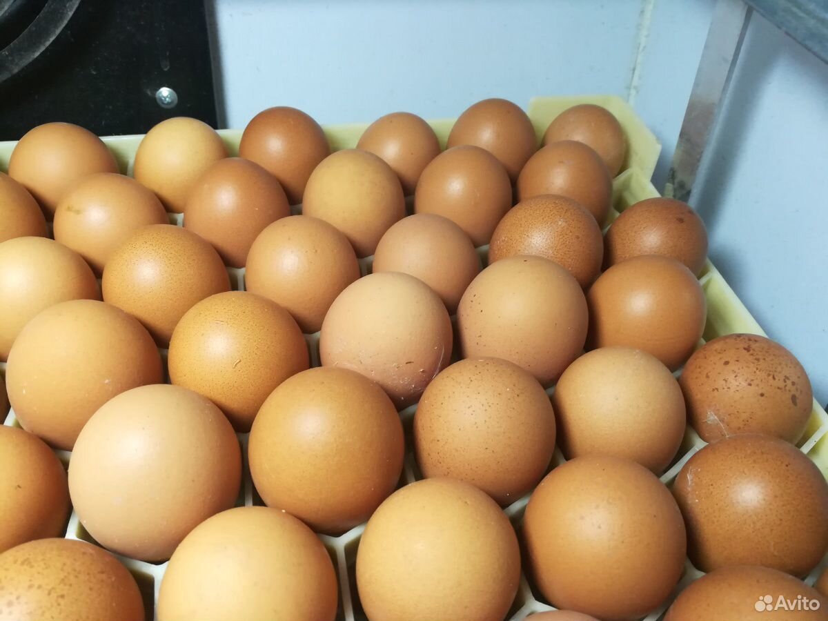 Купить яйца в белоруссии. Инкубационное яйцо несушки. Яйцо из Белоруссии. Яйцо Ломан Браун фото. Яйца Беларусь 99 рублей.