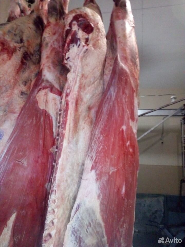 Мясокомбинат реализует мясо говядины(бык молодняк) купить на Зозу.ру - фотография № 7