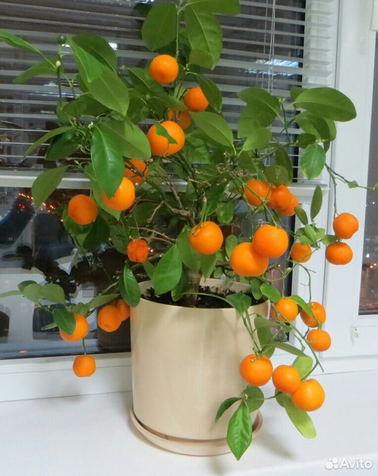 Мандарин "Ctrus unshiu Kawano Wase" купить на Зозу.ру - фотография № 1