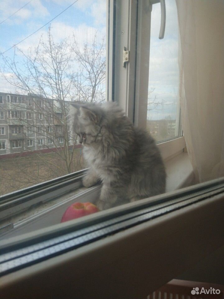 Продам котенка купить на Зозу.ру - фотография № 4