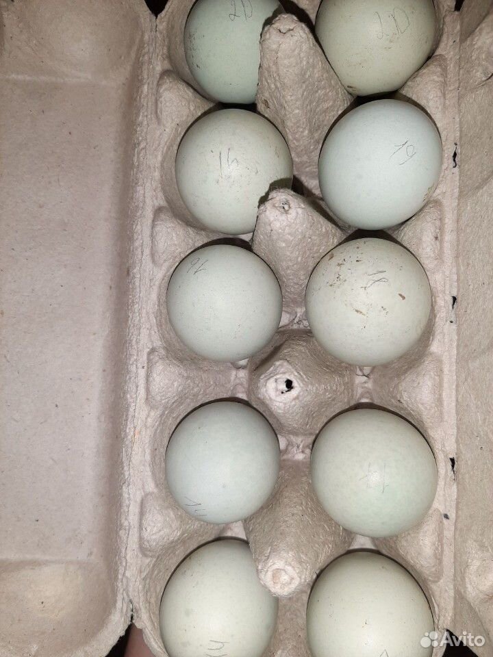Яйца лью янг купить на Зозу.ру - фотография № 1