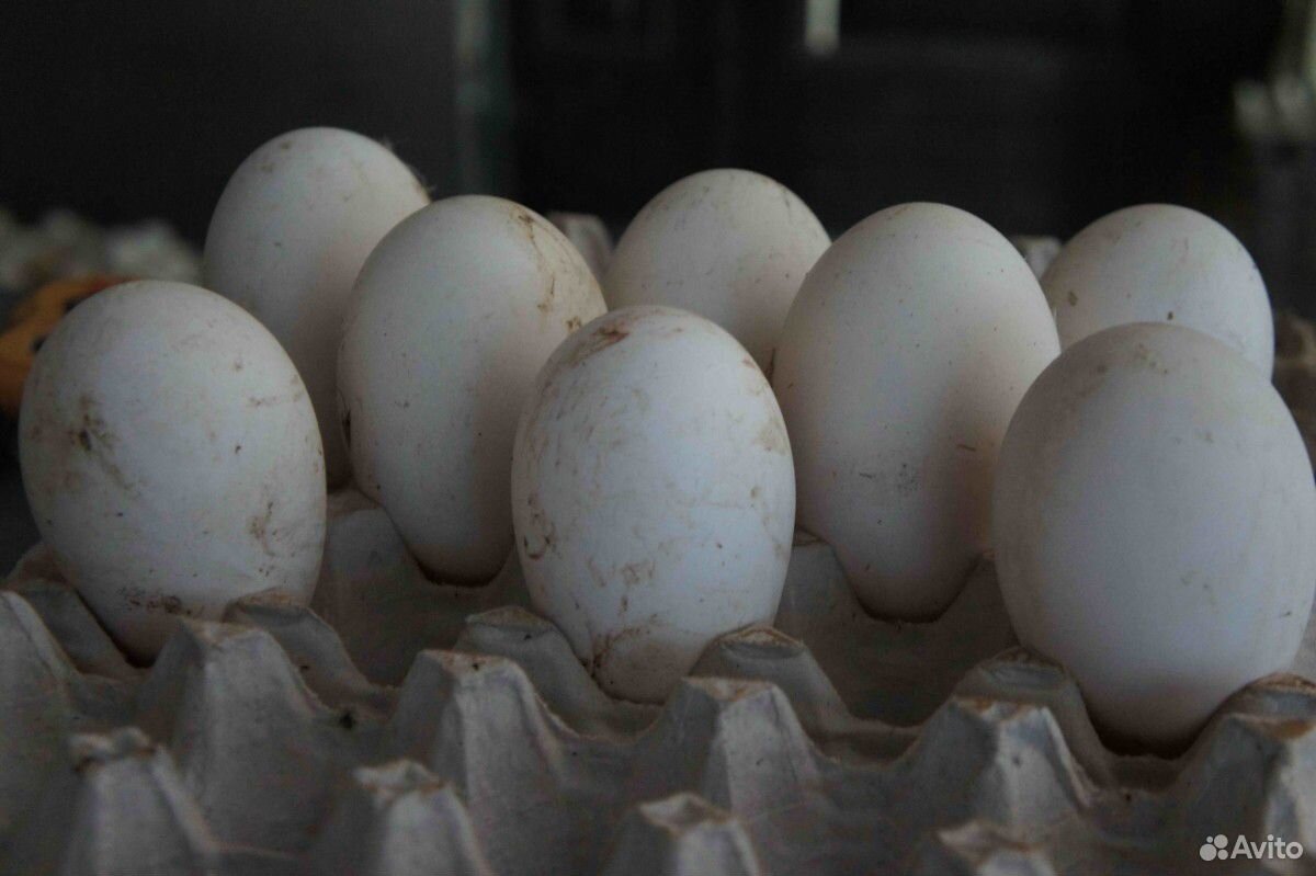 Гусиное яйцо инкубационное купить на Зозу.ру - фотография № 2