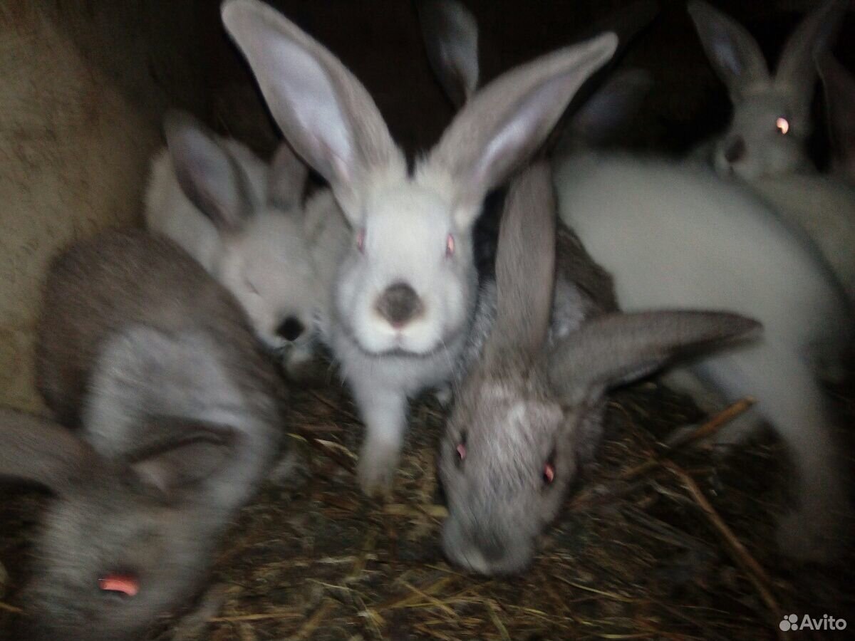 Кролики, коза купить на Зозу.ру - фотография № 7
