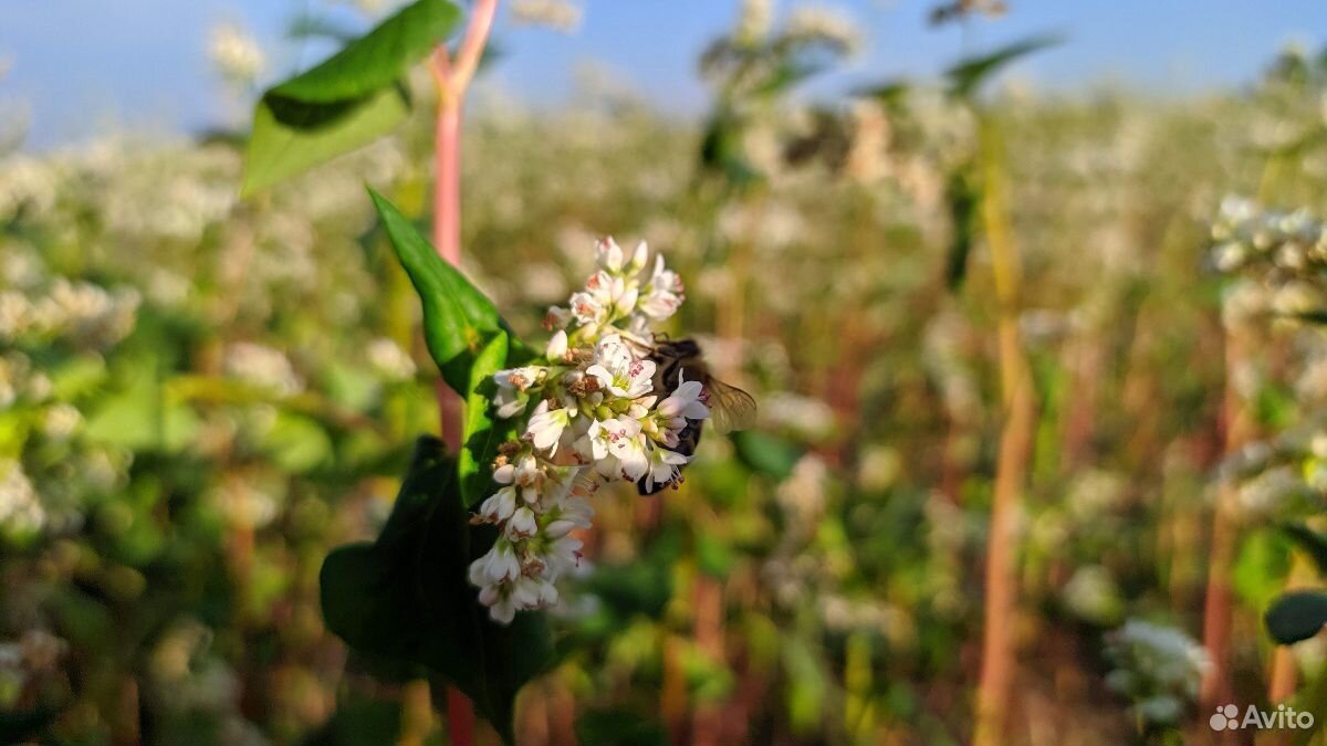 Продукты пчеловодства купить на Зозу.ру - фотография № 7