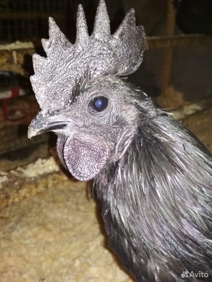 Цыплята от мясо-яичных кур купить на Зозу.ру - фотография № 10