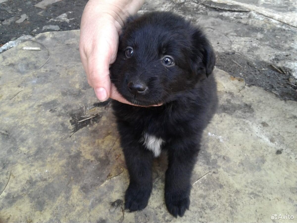 авито пятигорск животные. маленькая белая дворняжка. авито пятигорск животные. авито пятигорск животные. авито пятигорск животные.