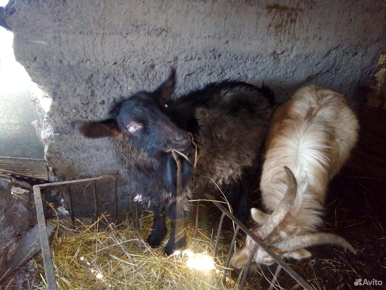 Коза и 2 козла купить на Зозу.ру - фотография № 4