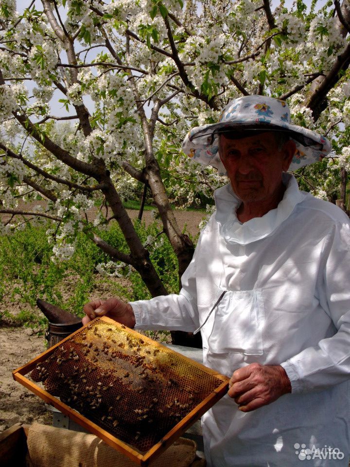 Пчелы Карника купить на Зозу.ру - фотография № 1