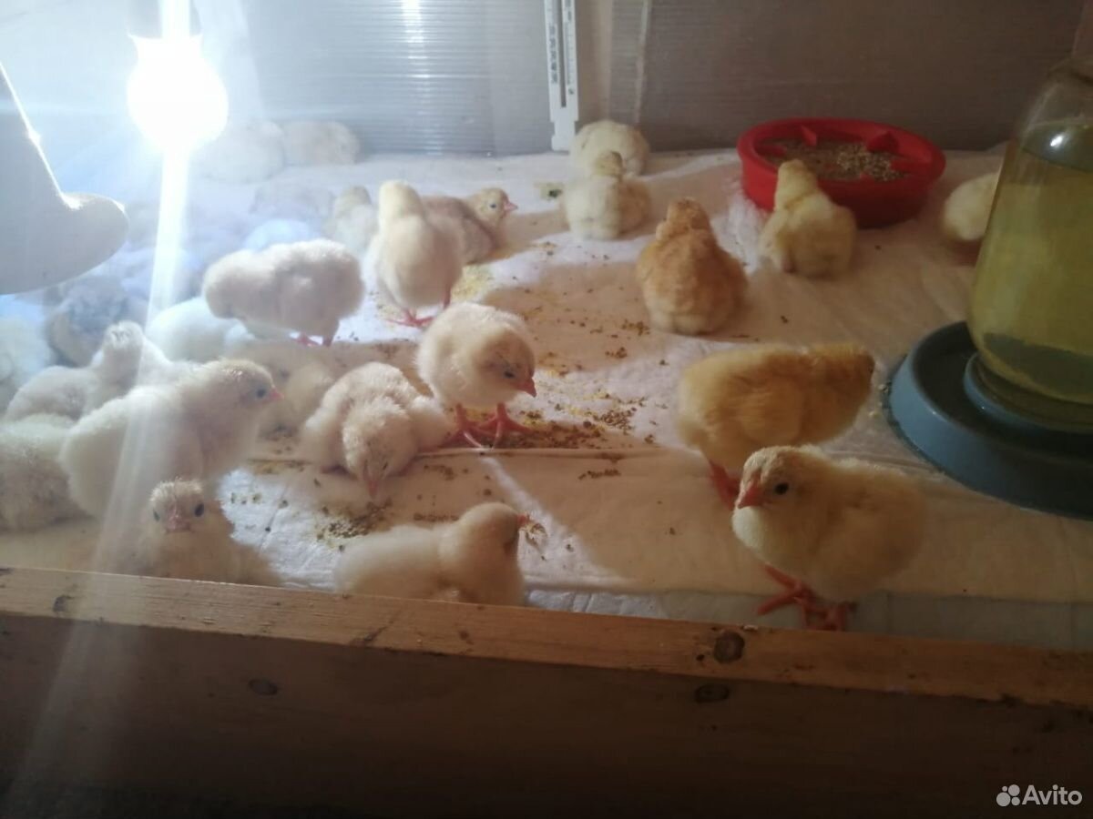 Цыплята минимясные купить на Зозу.ру - фотография № 1