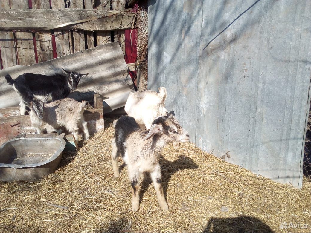 Продаю 2х коз и 4х козлят купить на Зозу.ру - фотография № 6