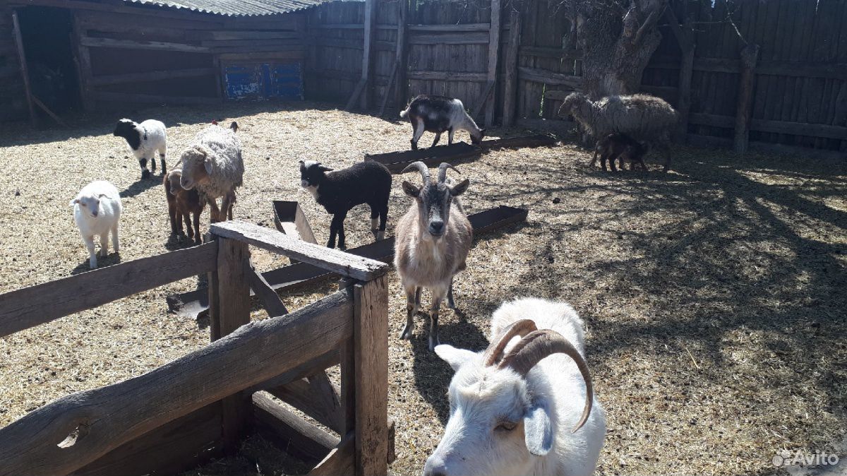 Продам овец и коз всем стадом купить на Зозу.ру - фотография № 1