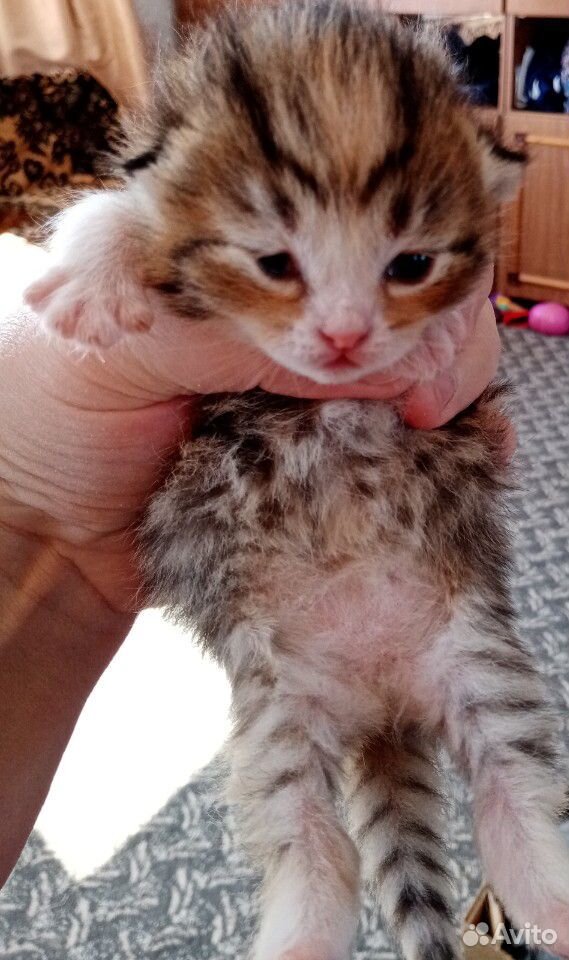 Котята от шотланской кошки родились 1 апреля буду купить на Зозу.ру - фотография № 4