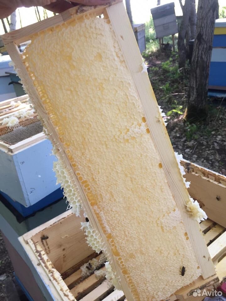 Пчелосемья, пчелопакеты купить на Зозу.ру - фотография № 2