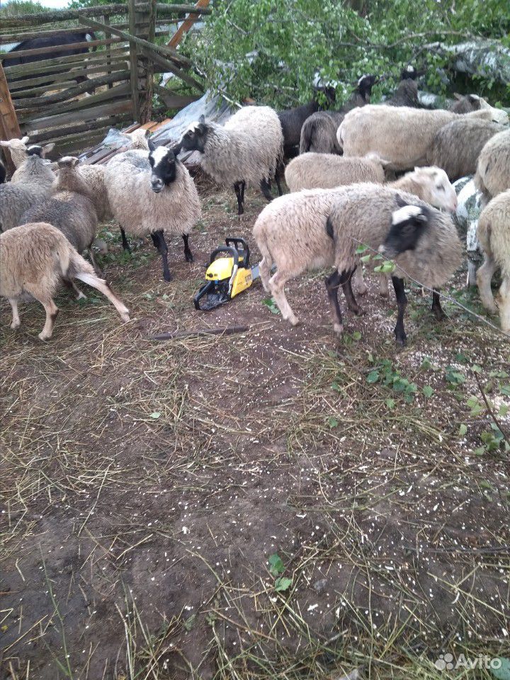 Овцы ярки баранчики купить на Зозу.ру - фотография № 8
