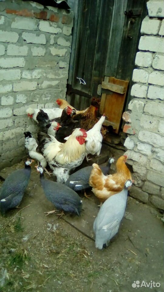 Яйцо инкубационное домашних куриц купить на Зозу.ру - фотография № 2