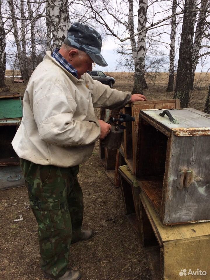 Сильные пчелосемьи купить на Зозу.ру - фотография № 2