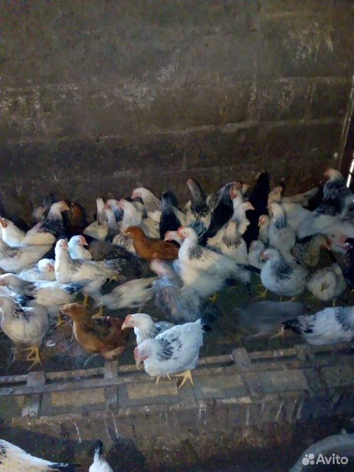 Цыплята, гусята, утята, бройлеры купить на Зозу.ру - фотография № 3