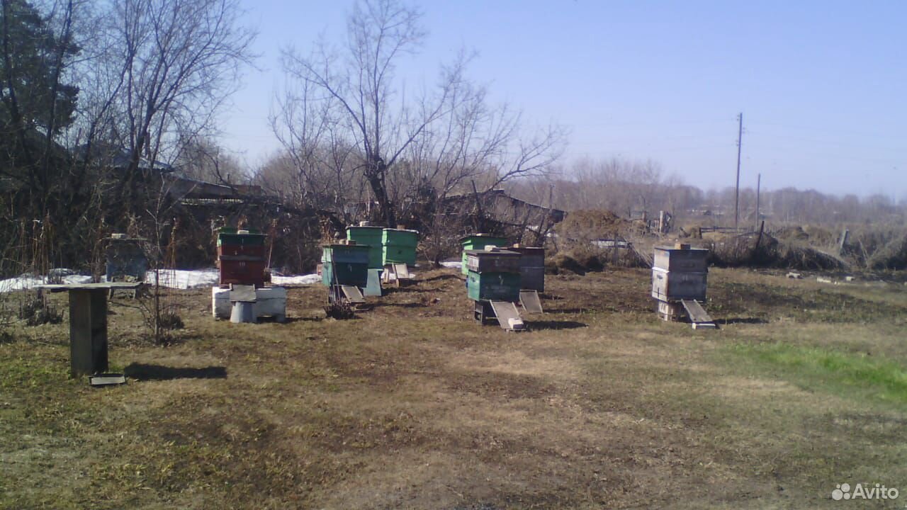 Пчелосемьи с ульями 10 шт. опт купить на Зозу.ру - фотография № 1