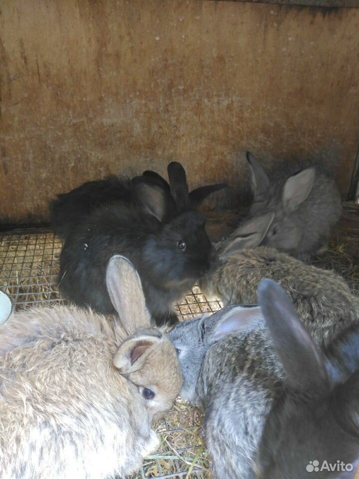 Крольчата 1,5 месяца купить на Зозу.ру - фотография № 2