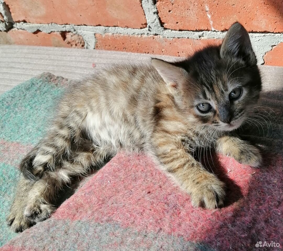 Красивые котята на любой вкус купить на Зозу.ру - фотография № 7